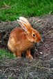 lapins sur prairie - rabbit in the meadow