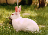 lapins sur prairie - rabbit in the meadow