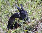 lapins sur prairie - rabbit in the meadow