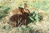 Lapins sur prairie - rabbits outside