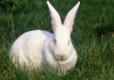 Lapin sur prairie - rabbit outside