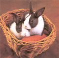 panier de lapin -  rabbit basket