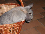 panier de lapin -  rabbit basket