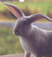 Tête de lapin- rabbit head