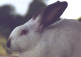 Tête de lapin- rabbit head