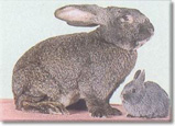 Un géant et un nain - Giant and dwarf rabbits