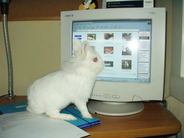 lapin-informatique-02.jpg