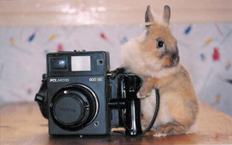 http://www.cuniculture.info/Docs/Phototheque/Lapinsvaries/humour/lapin-photographe-01.jpg