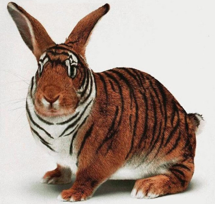 http://www.cuniculture.info/Docs/Phototheque/Lapinsvaries/humour/lapin-tigre-01.jpg