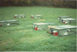 élevage de lapins en cages mobiles sur prairie