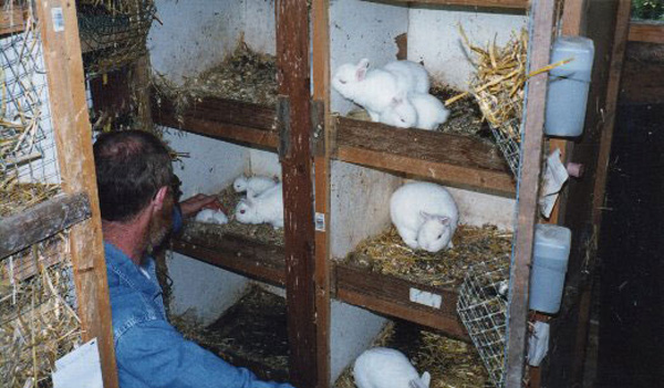 Faire une mangeoire – râtelier pour les lapins : plan  Mangeoire à foin,  Enclos lapin exterieur, Clapier lapin