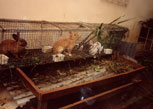 Cage à  lapin - élevage tropical