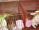 Cage à  lapin - élevage tropical