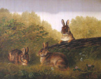 Trois lapins (américains) près d'un tronc couché 