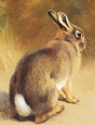 Lapin de garenne (isolé) - Illustration de A. Thorburn pour son ouvrage "British mammals" publié en 1921 