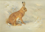 Lièvre commun (Lepus europeus) - Illustration de A. Thorburn