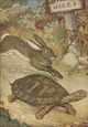 Le lièvre et la tortue - Illustration du livre des fables d'Esope daté de 1919 