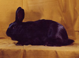 lapin de race Alaska