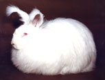 Lapin  à poil  Angora