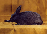 lapin de race Argenté Anglais