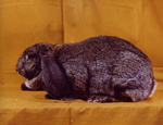 lapin  Bélier Français