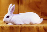 lapin de race Blanc du Hotot