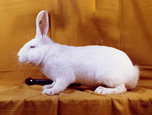 lapin de race Blanc de Vendée