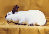 lapin de race Californien