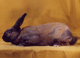 lapin de race Chamois de Thuringe