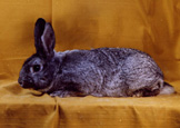 lapin de race Chinchilla (ou Petit Chinchilla)