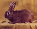 lapin de race  fauve de Bourgogne