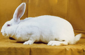 lapin Géant  Blanc du Bouscat