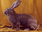 lapin Géant des Flandres