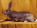 lapin géant des Flandres