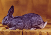 lapin de race Grand Chinchilla