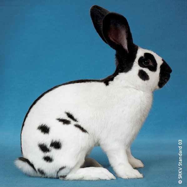 Lapin Rex • Élevage et vente de lapins de race