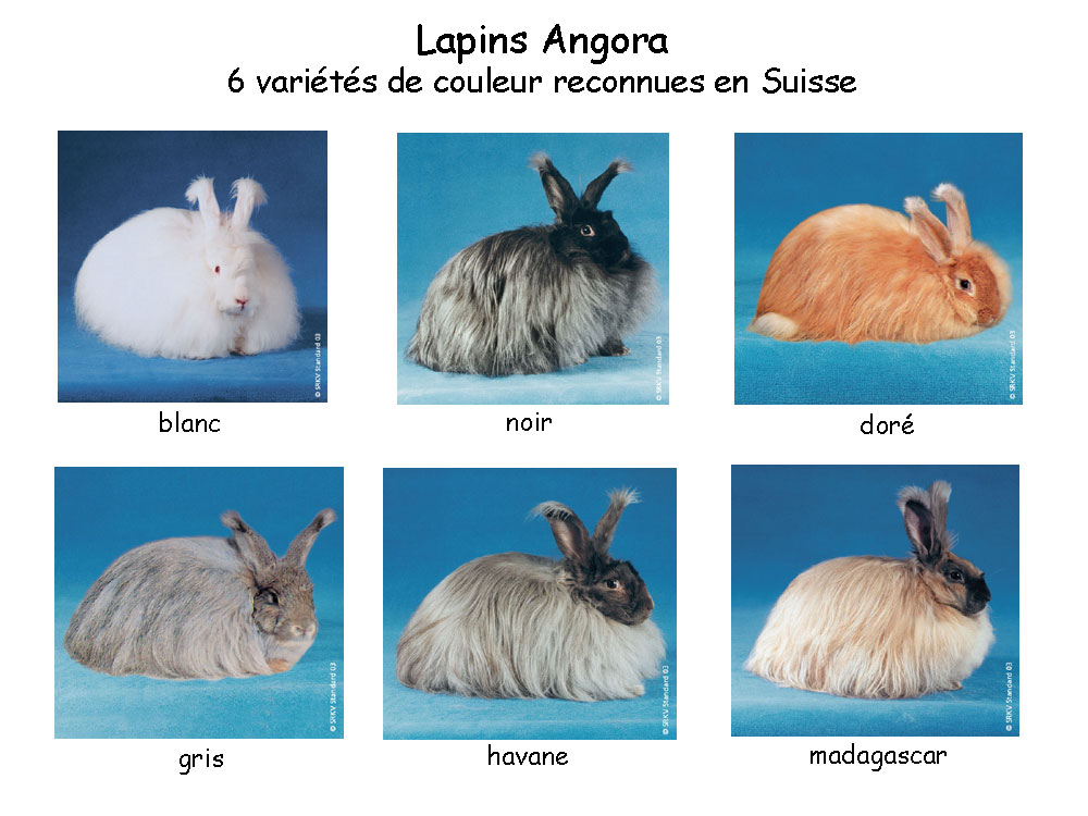 http://www.cuniculture.info/Docs/Phototheque/PhotosLapins/races-en-suisse/5-a-poil_%B1_long/Angora-6-couleurs.jpg