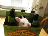 Lapin - Bière - Rabbit - Beer