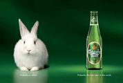 Lapin - Bière - Rabbit - Beer